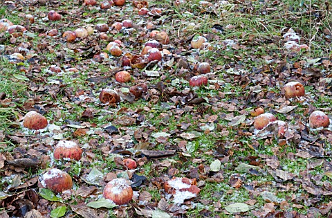 FALLEN_APPLES_AND_LEAVES_LEFT_TO_ROT_ON_THE_GROUND