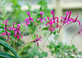 PELARGONIUM IONIDIFLORUM