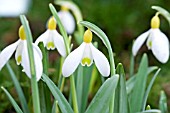 GALANTHUS PRIMROSE WARBURG