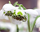 GALANTHUS HYPPOLYTA