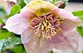 HELLEBORUS HYBRID TUTU