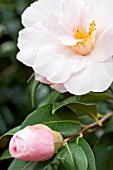 CAMELLIA SALUENENSIS X CUSPIDATA BONNIE MARIE