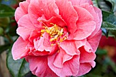 CAMELLIA JAPONICA KATIE