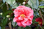 CAMELLIA JAPONICA KATIE