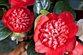 CAMELLIA JAPONICA BOBS TINSIE