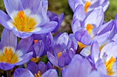 CROCUS SIEBERI TRICOLOR