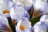 CROCUS CHRYSANTHUS BLUE PEARL