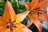 LILIUM ROYAL SUNSET  LONGIFLORUM X ASIATIC