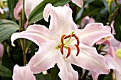 LILIUM TICKLED PINK