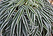 HOAR FROST ON LEAVES OF HELLEBORUS FOETIDUS