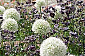ALLIUM  AND AQUILEGIA BARLOW BLACK IN PLANT ASSOCIATION