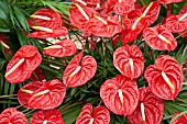 ANTHURIUM ANDRAEANUM TROPICAL