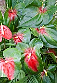 ANTHURIUM ANDRAEANUM AMIGO