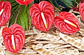 ANTHURIUM ANDRAEANUM TROPICAL WITH BEAN PODS