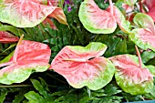 ANTHURIUM ANDRAEANUM SULTAN