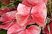 ANTHURIUM ANDRAEANUM HYBRID