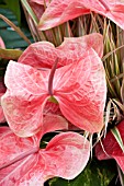 ANTHURIUM ANDRAEANUM HYBRID