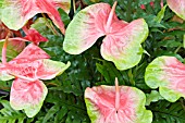 ANTHURIUM ANDRAEANUM SULTAN