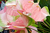 ANTHURIUM ANDRAEANUM PRALINE