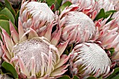 PROTEA CYNAROIDES, KING PROTEA