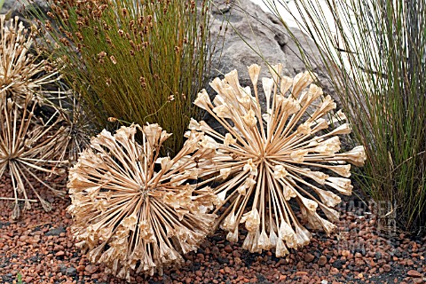 DRY_SEEDHEADS_OF_BRUNSVIGIA_WITH_RESTIOS