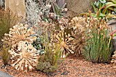 KIRSTENBOSCH BOTANIC GARDENS DISPLAY OF RESTIOS, BRUNSVIGIA SEED HEADS  AND SUCCULENTS AT CHELSEA