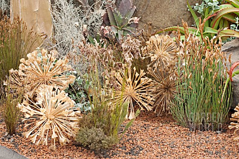 KIRSTENBOSCH_BOTANIC_GARDENS_DISPLAY_OF_RESTIOS_BRUNSVIGIA_SEED_HEADS__AND_SUCCULENTS_AT_CHELSEA