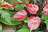 ANTHURIUM ANDREANUM SAFARI