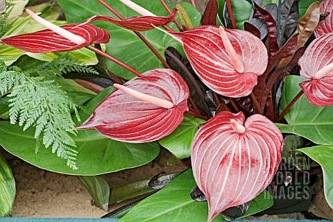 ANTHURIUM_ANDREANUM_SAFARI