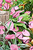 ANTHURIUM ANDREANUM RAPIDO