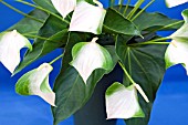 ANTHURIUM ANDREANUM BUTTERFLY