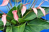 ANTHURIUM ANDREANUM MINI