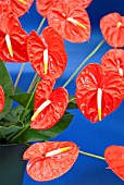 ANTHURIUM ANDREANUM NITTA