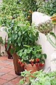 PATIO KITCHEN GARDEN