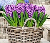 HYACINTHUS MISS SAIGON IN BASKET