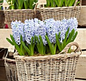 HYACINTHUS BLUE EYES IN BASKET