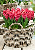 HYACINTHUS HOLLYHOCK IN BASKET