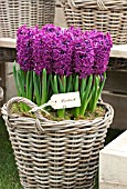 HYACINTHUS WOODSTOCK IN BASKET