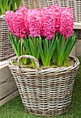 HYACINTHUS JAN BOS IN BASKET