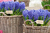 HYACINTHUS BLUE JACKET IN BASKET