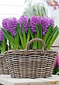 HYACINTHUS AMETHYST IN BASKET