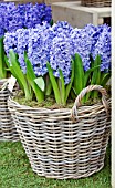 HYACINTHUS BLUE TANGO IN BASKET