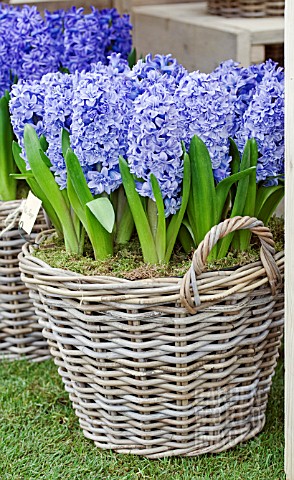 HYACINTHUS_BLUE_TANGO_IN_BASKET