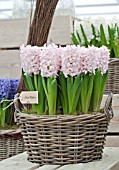 HYACINTHUS PINK ELEFANT