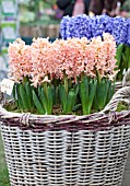 HYACINTHUS GIPSY QUEEN IN BASKET