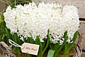 HYACINTHUS WHITE PEARL