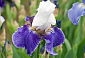 IRIS HEURE BLEUE