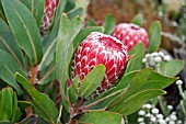 PROTEA CANDIDA