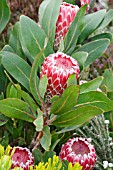 PROTEA CANDIDA