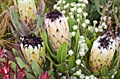 PROTEA NERIIFOLIA WITH SOUTH AFRICAN NATIVE FLORA